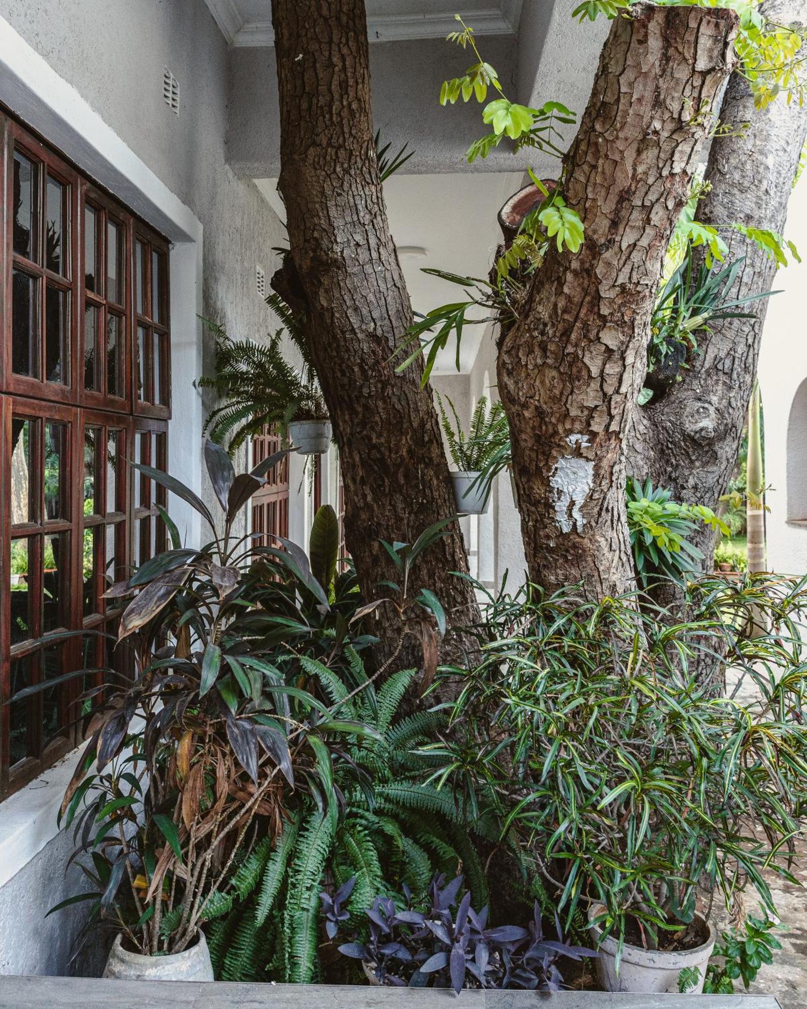 Jacaranda Lodge Водопад Виктория Экстерьер фото